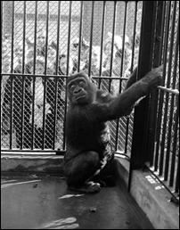 What you think about the old school zoos?