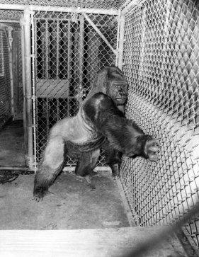 What you think about the old school zoos?