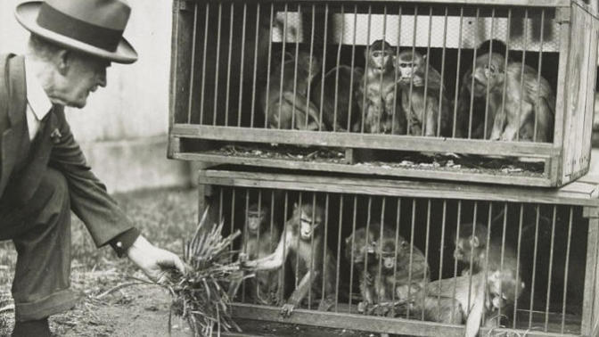 What you think about the old school zoos?
