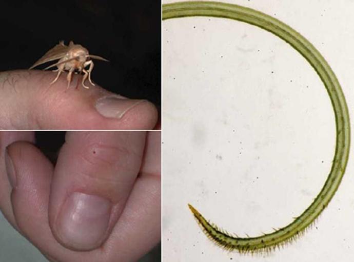 Did you know theres a vampire moth that can pierce your skin and drink you blood?