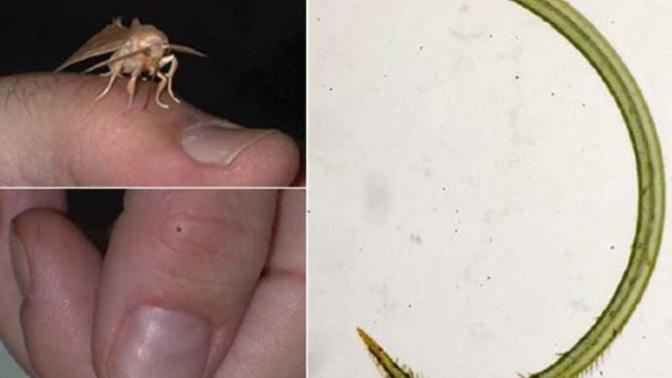 Did you know there's a "vampire moth" that can pierce your skin and drink you blood?