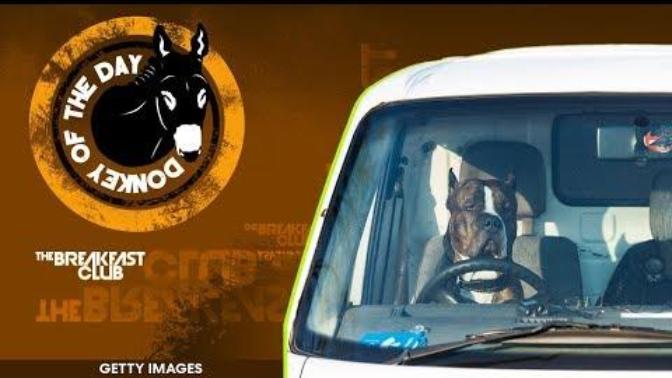 A man was arrested for teaching his dog how to drive... Do people have too much time on their hands now?