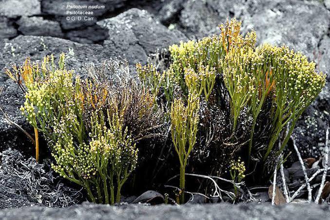 If you could replace all of the grass in the world with something else, what would it be?