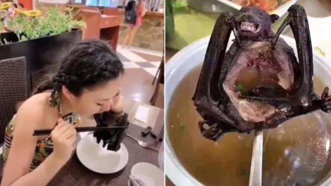 Did you know that Covid-19 came from the Chinese Wet Market serving Bat Soup?
