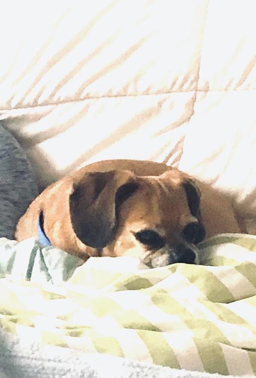 “Late for my walk. Move it Sister. 😒 “
