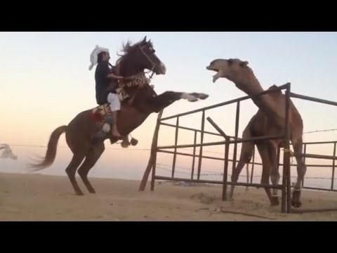 Whats better a camel or a horse? Also who would win in a fight?