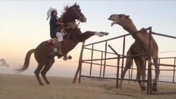 What's better a camel or a horse? Also who would win in a fight?