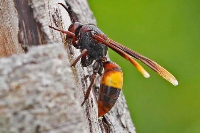 Do you know your Yellow Stripey Things?