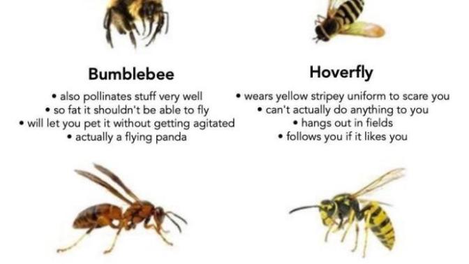 Do you know your Yellow Stripey Things?