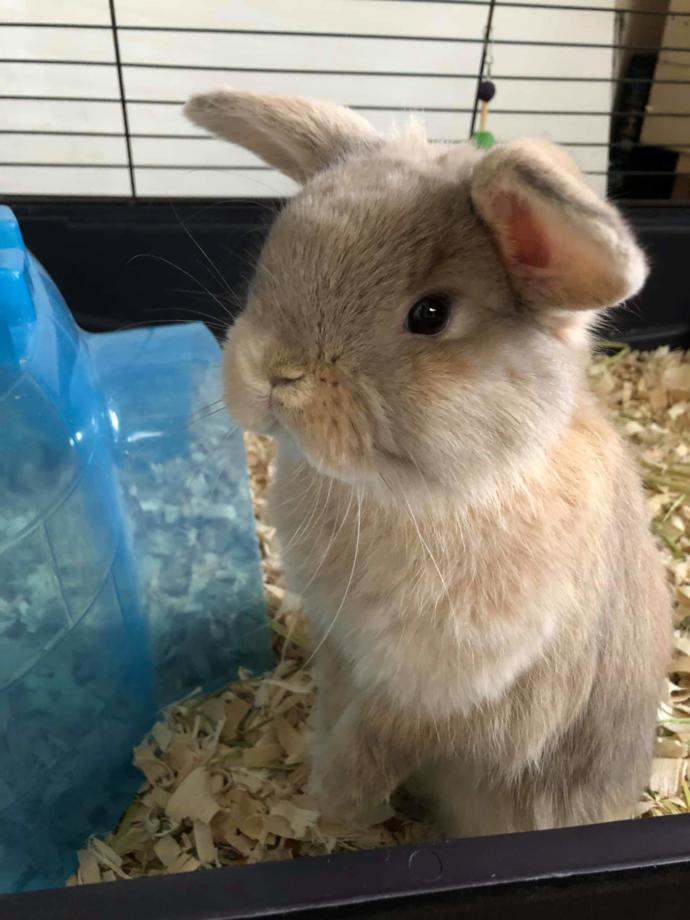 How does rabbit taste? GirlsAskGuys