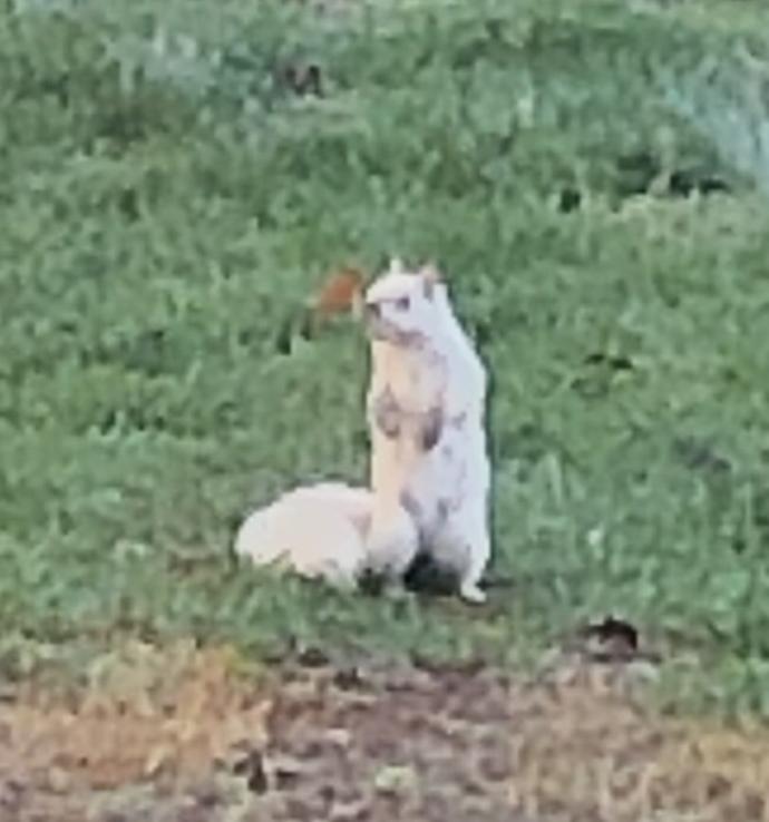 Neighborhood squirrel 