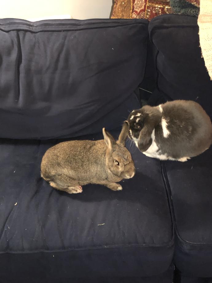 I have two other bunnies too. I wouldn’t eat them