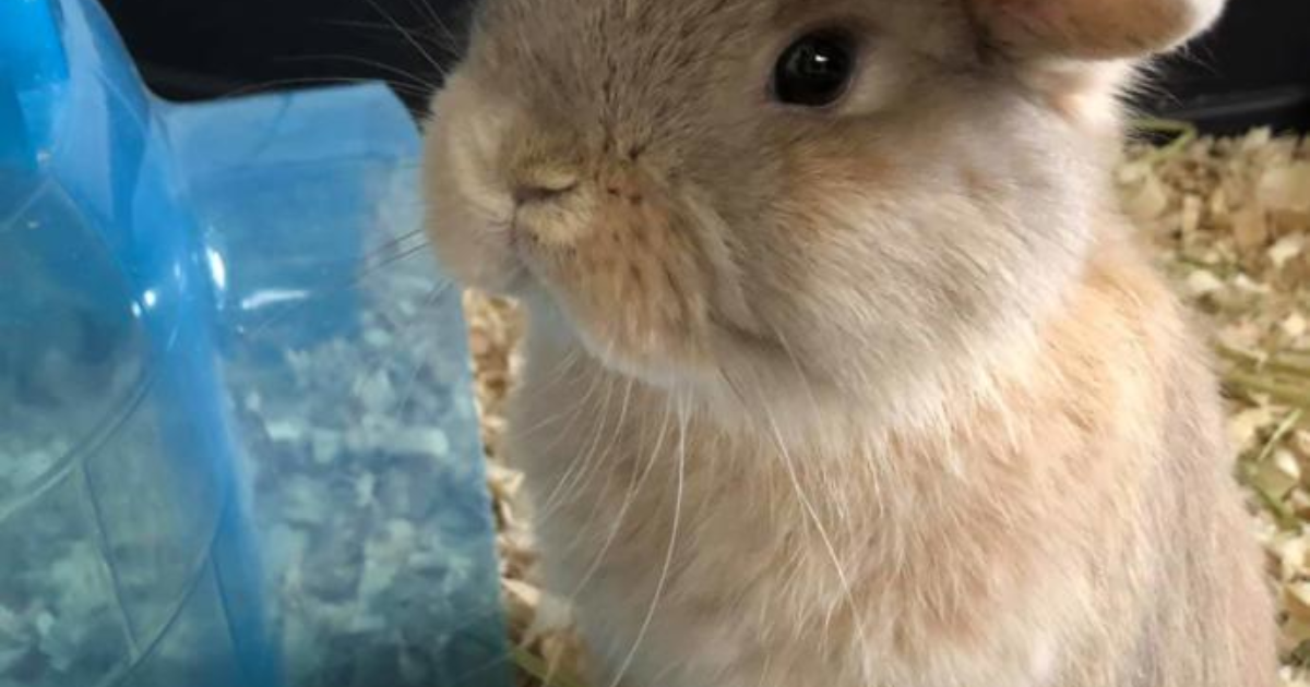 How does rabbit taste? GirlsAskGuys