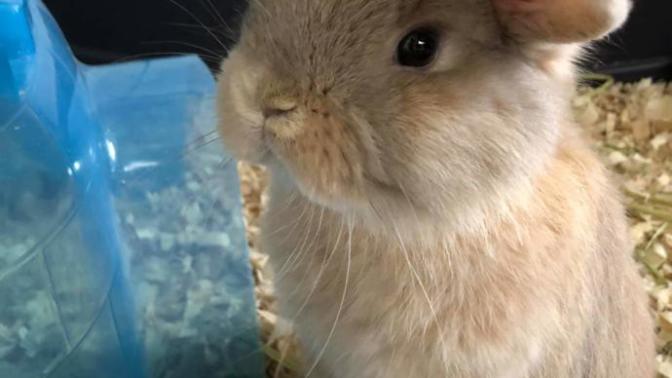 How does rabbit taste?