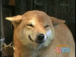 Are animals superior to us because they can't get the Corona Virus?