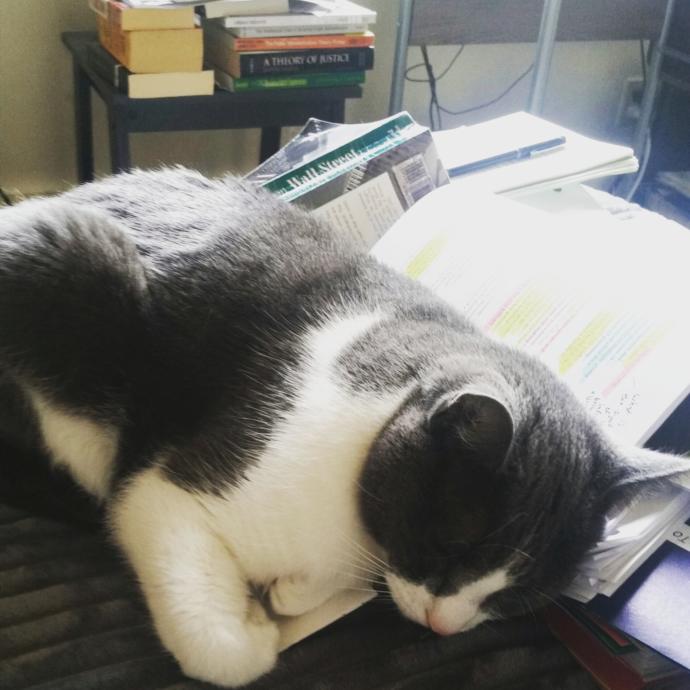 Does my rescue cat have PTSD?