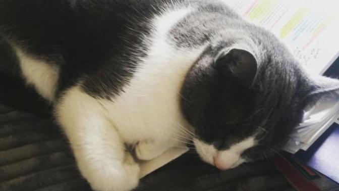 Does my rescue cat have PTSD?