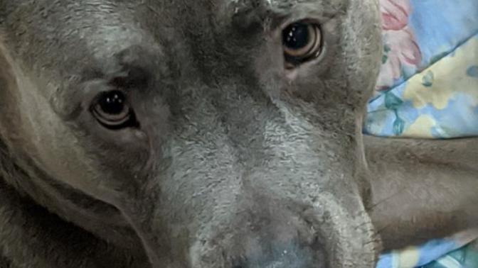 How can I save this dog I think they'll euthanize him?