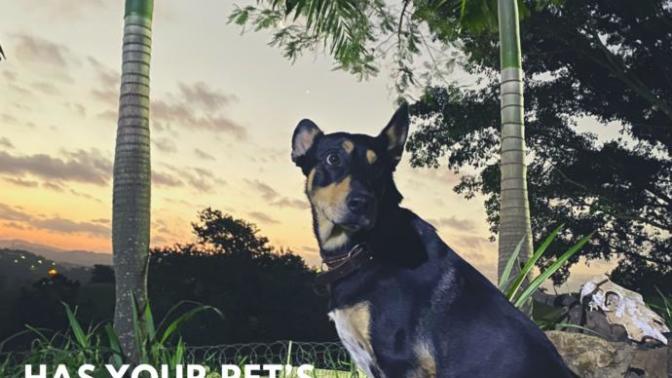 To those in lockdown and isolation, have you noticed a change in your pets behaviour?