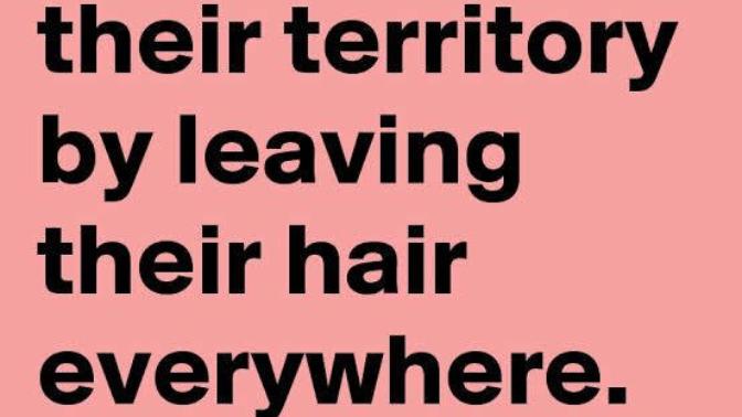 Does anyone gets annoyed , whenever your female friends, girlfriends come to your house and leave hair everywhere 😂?