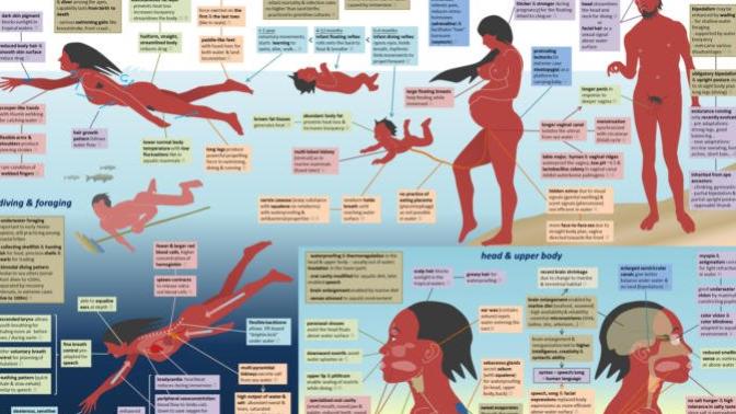 What do you think about the water-human origins hypothesis?