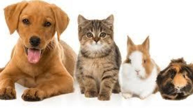 What is your opinion of those people who post photos of their pets on social media when it is the pet birthday like if the pet is aware of it?