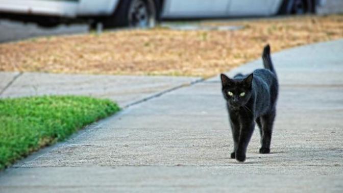 POLL: Have you ever felt like there must be a black cat that always knows where you’re going, because she keeps crossing your path?