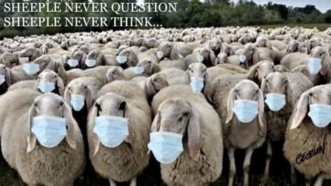 Are you ready for the smoking gun of Covid-19 lies?