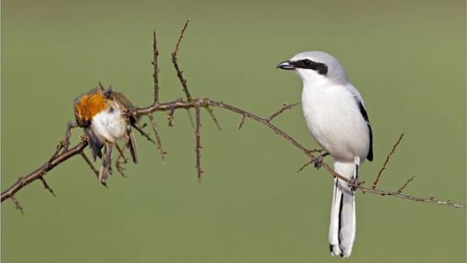 Anyone else here just love birds?