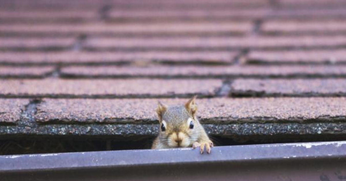 What's a good way to get ride of squirrels under a house besides traps