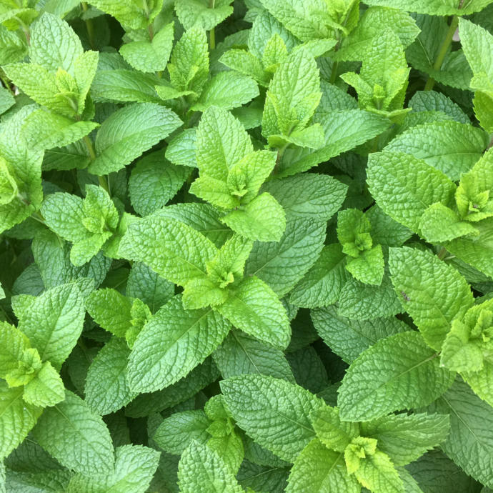 Spearmint
