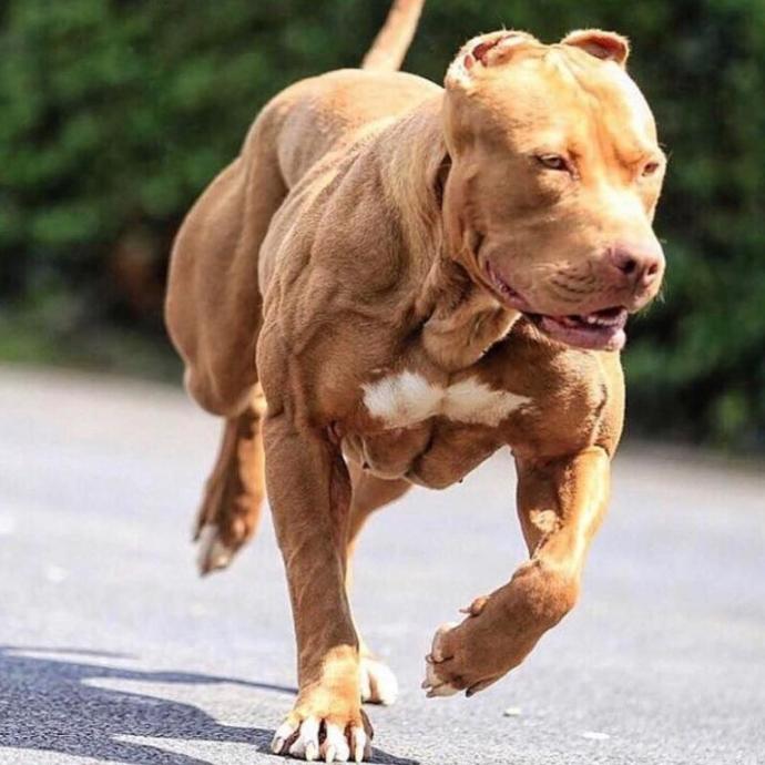 Are pit bulls unfairly branded as vicious by the general public?