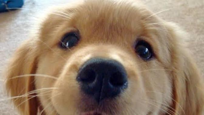 My dog ​​wants to get married. How do I find a female dog for her?