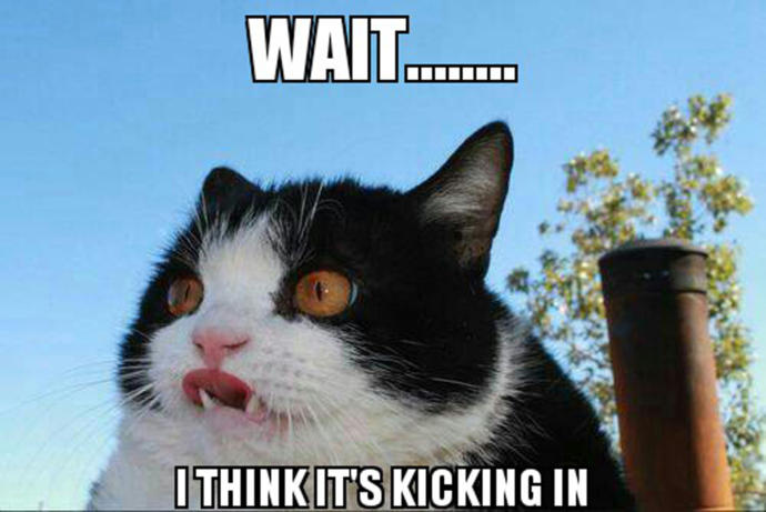 Covid quarantine cat memes. Who do you relate to most?