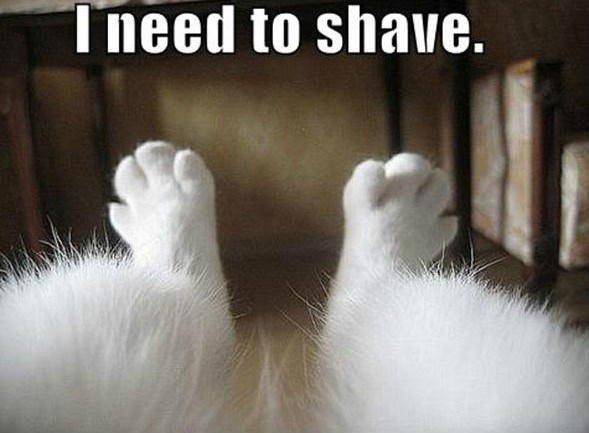 Covid quarantine cat memes. Who do you relate to most?