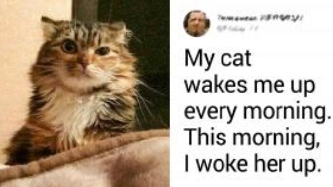 Covid quarantine cat memes. Who do you relate to most?