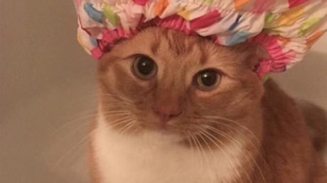 My cat is depressed , what can I do to help her?