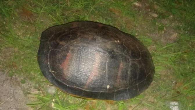 Today I helped a turtle across the street. Have you ever helped a wild animal?