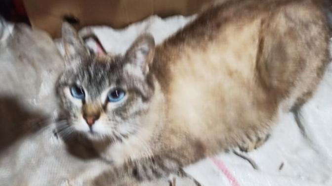 I dont know breed of my cat, could you help me?
