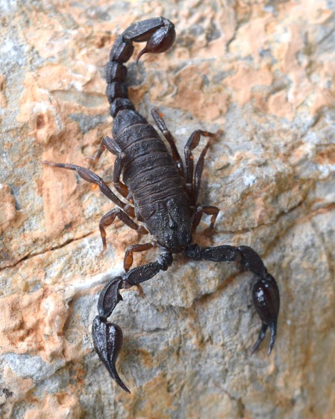 Do most people that are stung by scorpions die or survive?