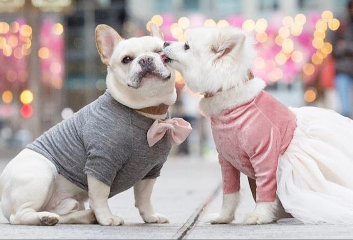 Would you rather have a Male pet or a Female pet? Or doesnt matter?