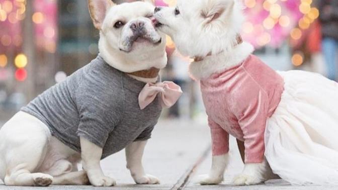 Would you rather have a Male pet or a Female pet? Or doesn't matter?