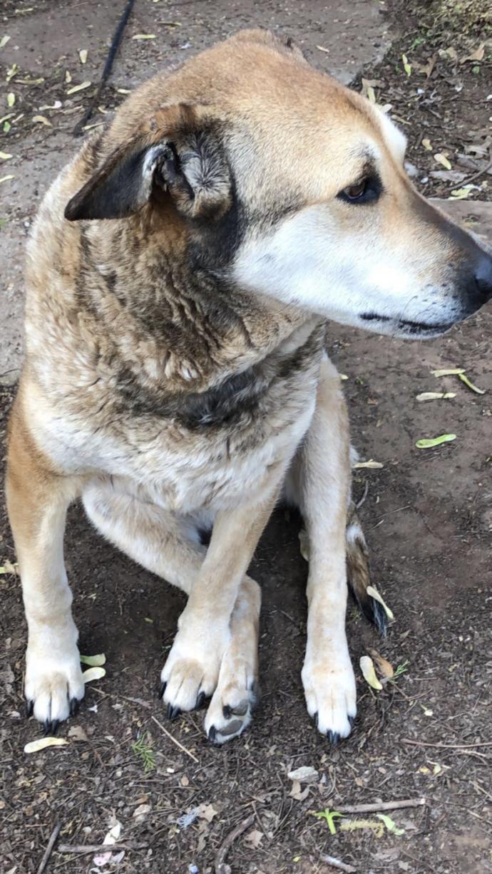 How do you deal with the loss of a pet?