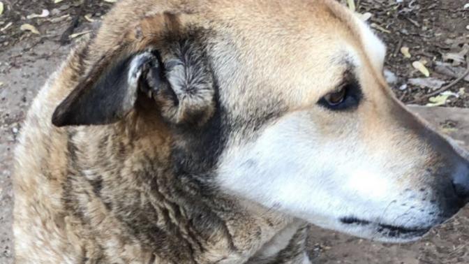 How do you deal with the loss of a pet?