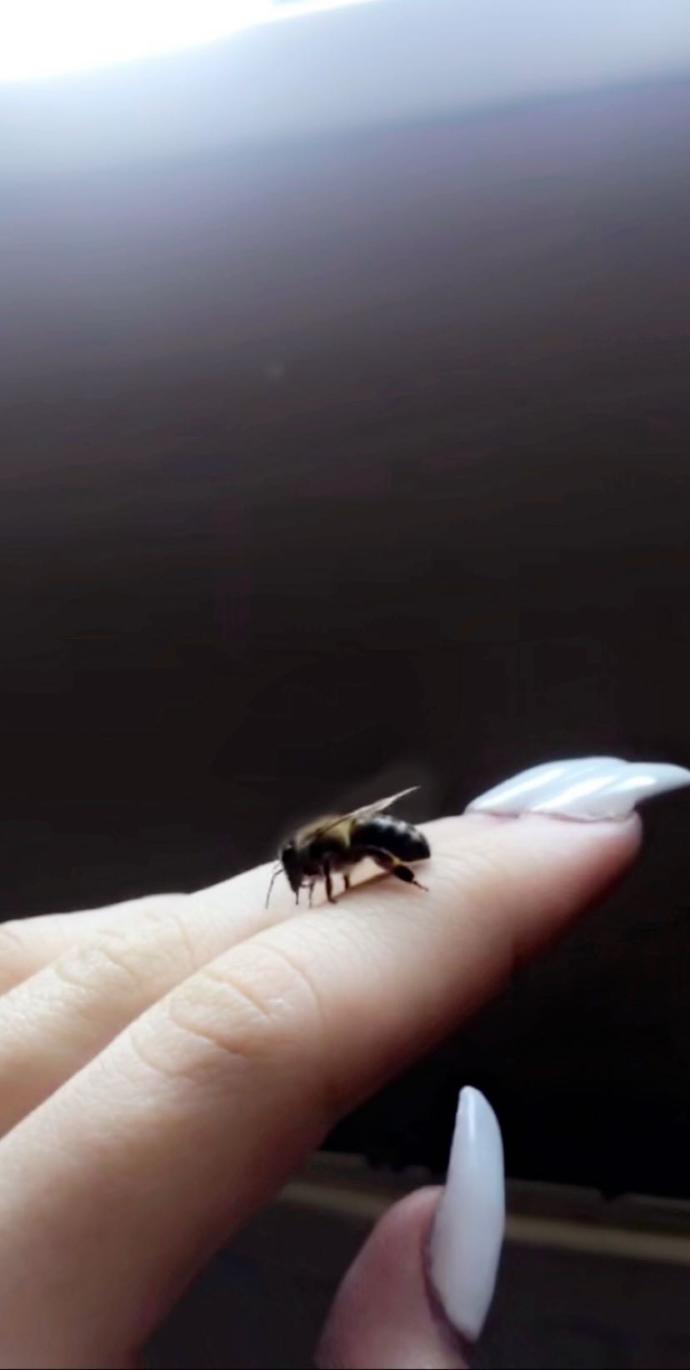 What’s your favorite insect?