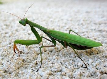 What’s your favorite insect?
