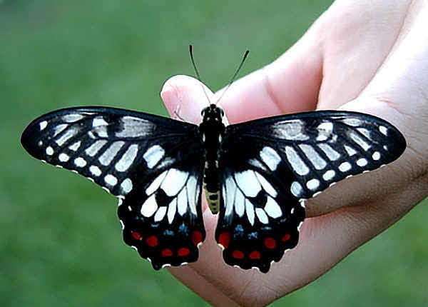 What’s your favorite insect?