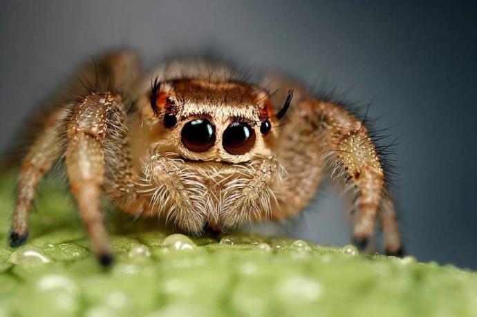 What’s your favorite insect?