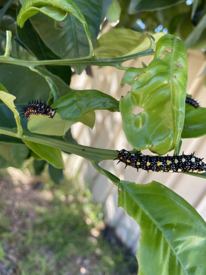 What’s your favorite insect?
