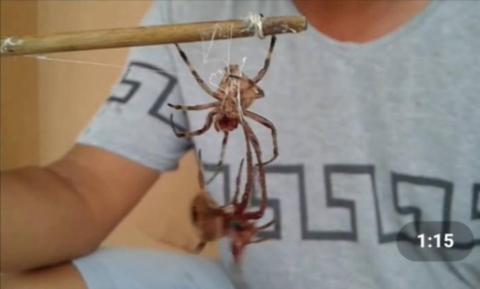 What’s your favorite insect?